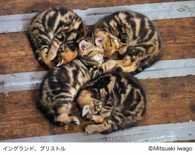 2月22日は猫の日｜日本橋三越本店で岩合光昭写真展 「こねこ」を開催