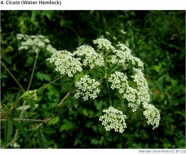 世界最凶の植物9選！ 痙攣、昏睡、幻覚、激痛…“死の木”から巨大有害雑草まで！