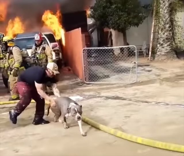 火事により民家が全焼…取り残された愛犬を助けるため、飼い主が無謀にも火に飛び込んでいき…