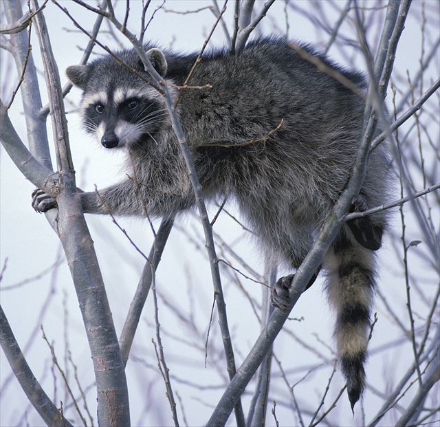 【自由研究】たぬきの餌って何?世界的には意外と珍しい動物狸(たぬき)の生態