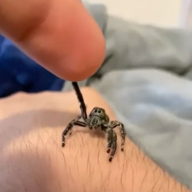 えっ、ハエトリグモって懐くの？！飼い主の指にバンザイでしがみつく姿がとってもカワイイ