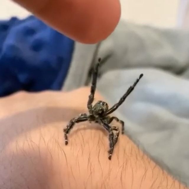 えっ、ハエトリグモって懐くの？！飼い主の指にバンザイでしがみつく姿がとってもカワイイ