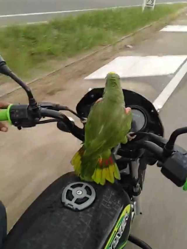 「ブッブー！どけどけー！」エンジン音を真似しながら飼い主とバイクで走るオウム暴走族参上！