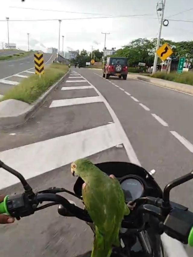 「ブッブー！どけどけー！」エンジン音を真似しながら飼い主とバイクで走るオウム暴走族参上！