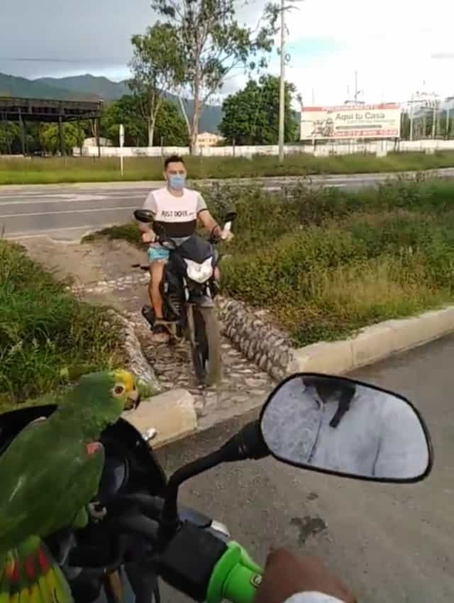 「ブッブー！どけどけー！」エンジン音を真似しながら飼い主とバイクで走るオウム暴走族参上！