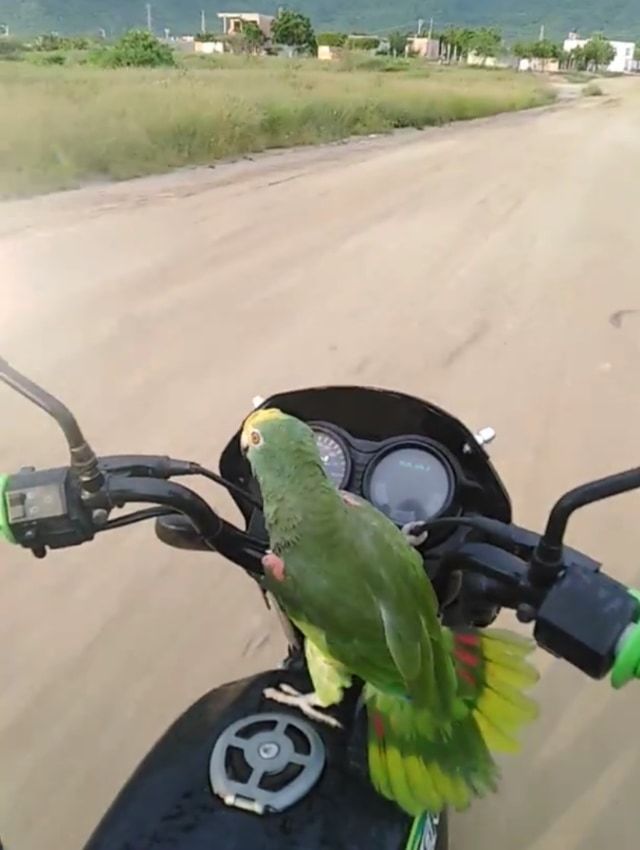 「ブッブー！どけどけー！」エンジン音を真似しながら飼い主とバイクで走るオウム暴走族参上！