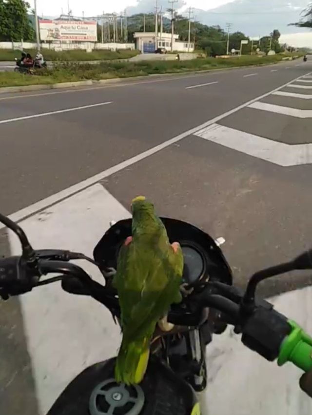 「ブッブー！どけどけー！」エンジン音を真似しながら飼い主とバイクで走るオウム暴走族参上！