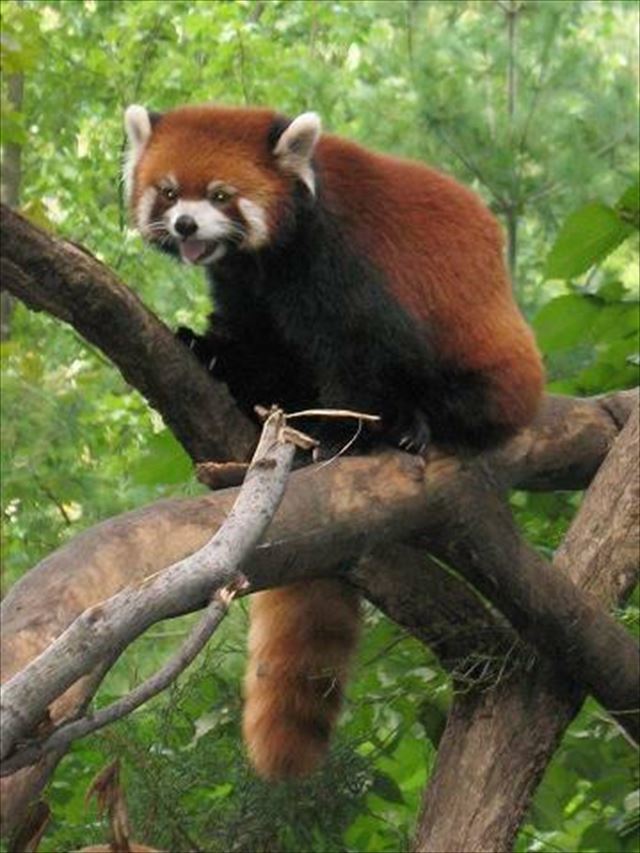 【自由研究】たぬきの餌って何?世界的には意外と珍しい動物狸(たぬき)の生態