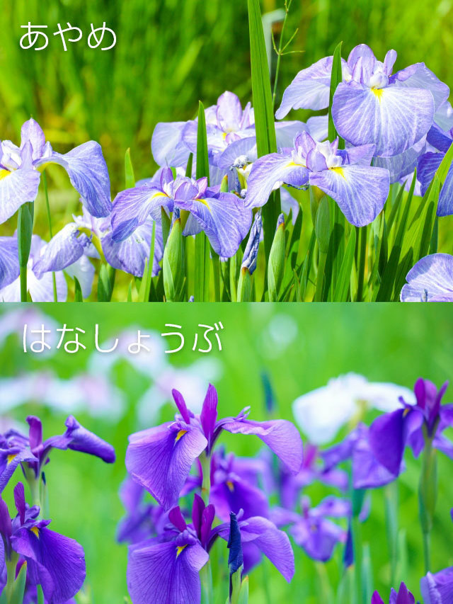 【読めたらスゴイ！】「菖蒲」って一体何のこと！？2種類の読み方がある！？この漢字、あなたは読むことができますか？