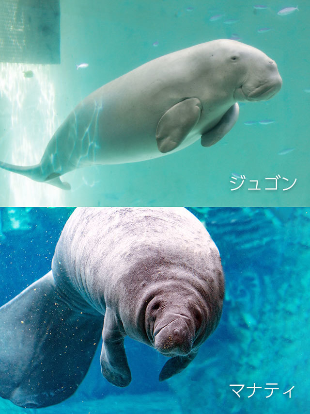 【読めたらスゴイ!】「儒艮」って何のこと!?海に暮らす貴重な哺乳類だった!この漢字、あなたは読めますか?
