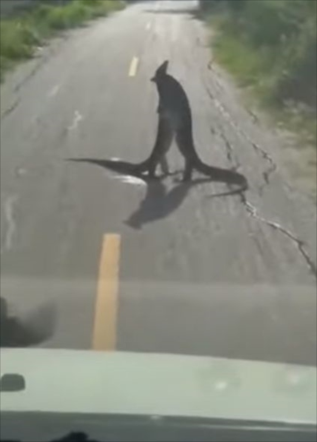 こんなの初めて見た！！道路のど真ん中で大トカゲが取っ組み合い！