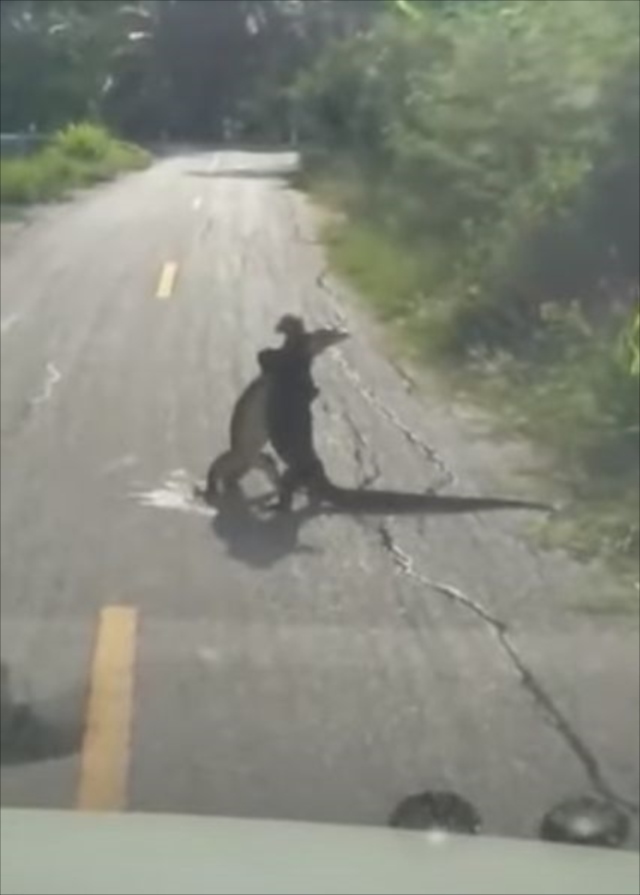 こんなの初めて見た！！道路のど真ん中で大トカゲが取っ組み合い！