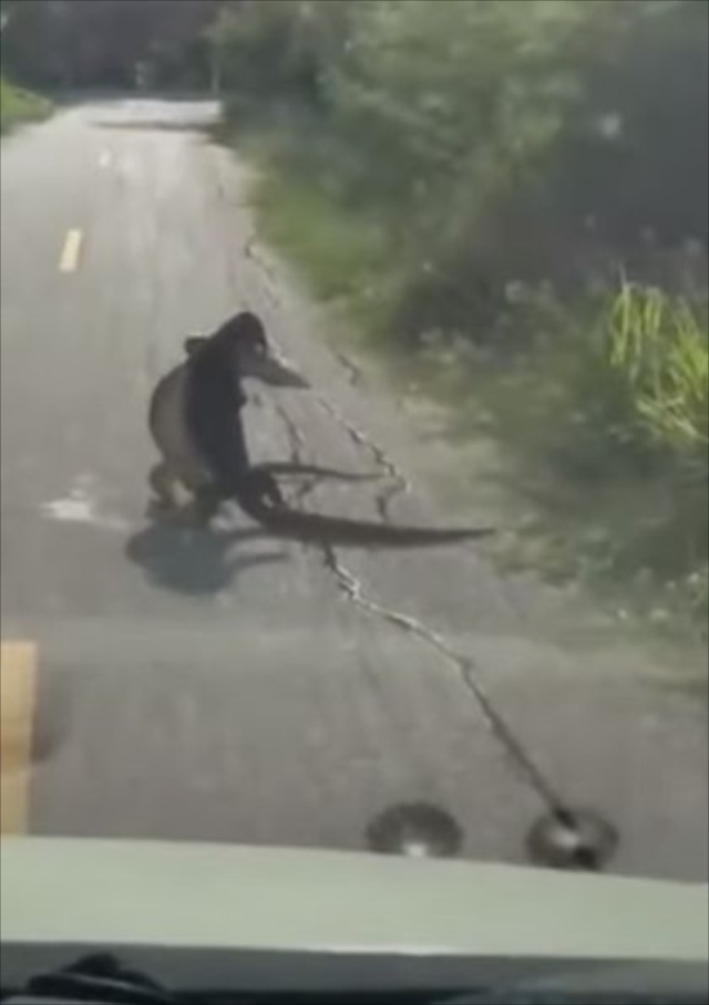 こんなの初めて見た！！道路のど真ん中で大トカゲが取っ組み合い！