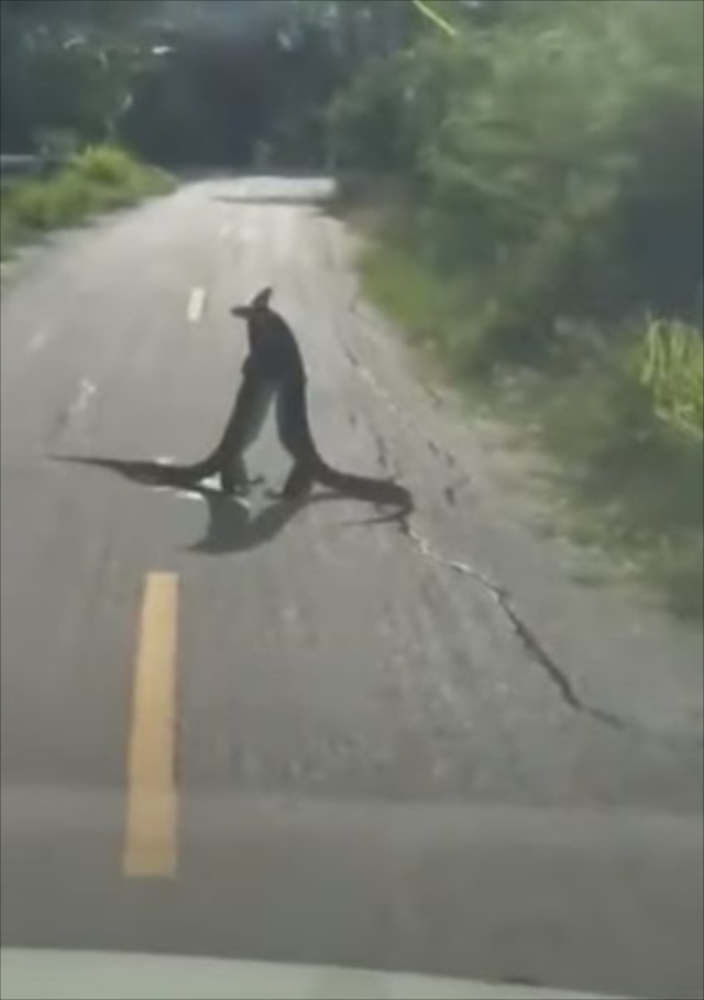 こんなの初めて見た！！道路のど真ん中で大トカゲが取っ組み合い！