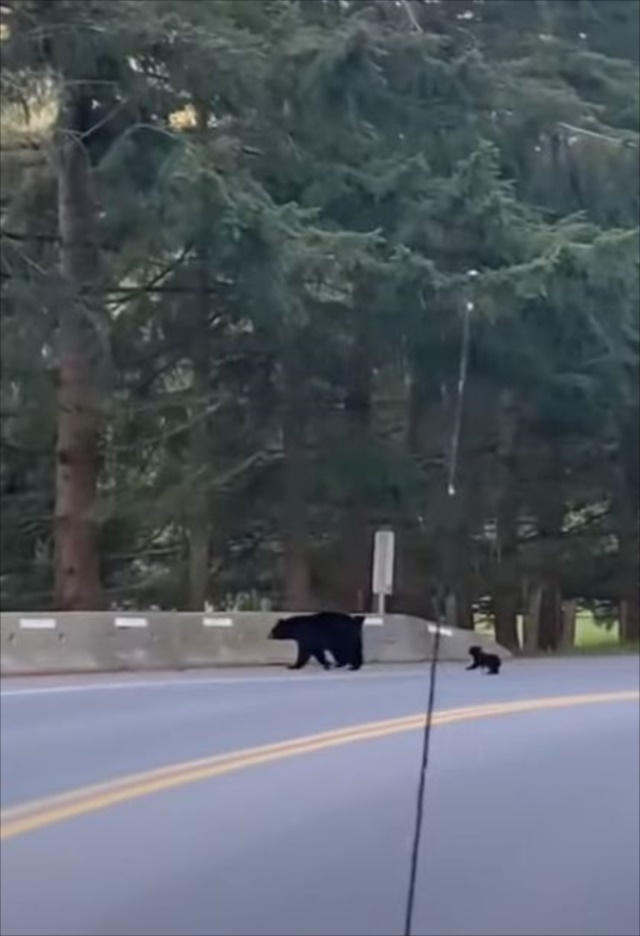 壁を登れないクマのこども。そばにいる親が手助けするのかな？と見ていたら最終的に・・・