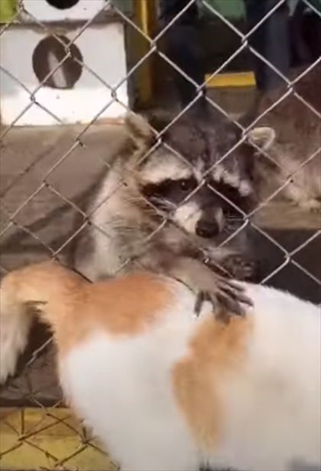 「お代はこちらのご飯ですね～」ある方法でアライグマからマッサージをしてもらう猫。ヘソ天して受けるマッサージが気持ちよさそう！