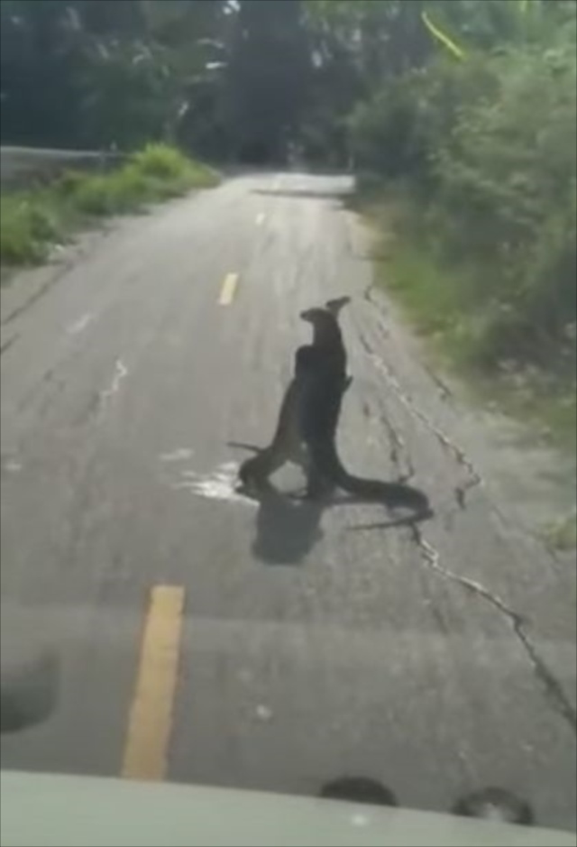 こんなの初めて見た！！道路のど真ん中で大トカゲが取っ組み合い！