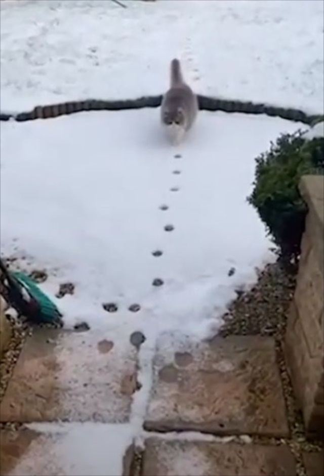 雪の上をゆっくりと進む猫。ただ歩いているだけだと思ったら、なんだか面白いことをしていました！！