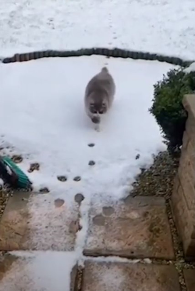 雪の上をゆっくりと進む猫。ただ歩いているだけだと思ったら、なんだか面白いことをしていました！！