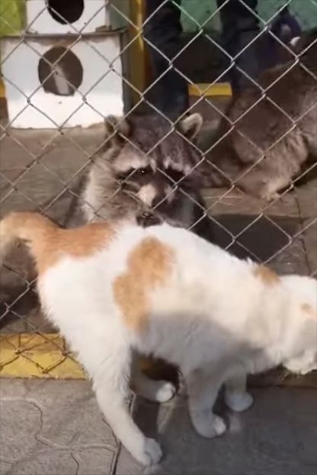 「お代はこちらのご飯ですね～」ある方法でアライグマからマッサージをしてもらう猫。ヘソ天して受けるマッサージが気持ちよさそう！