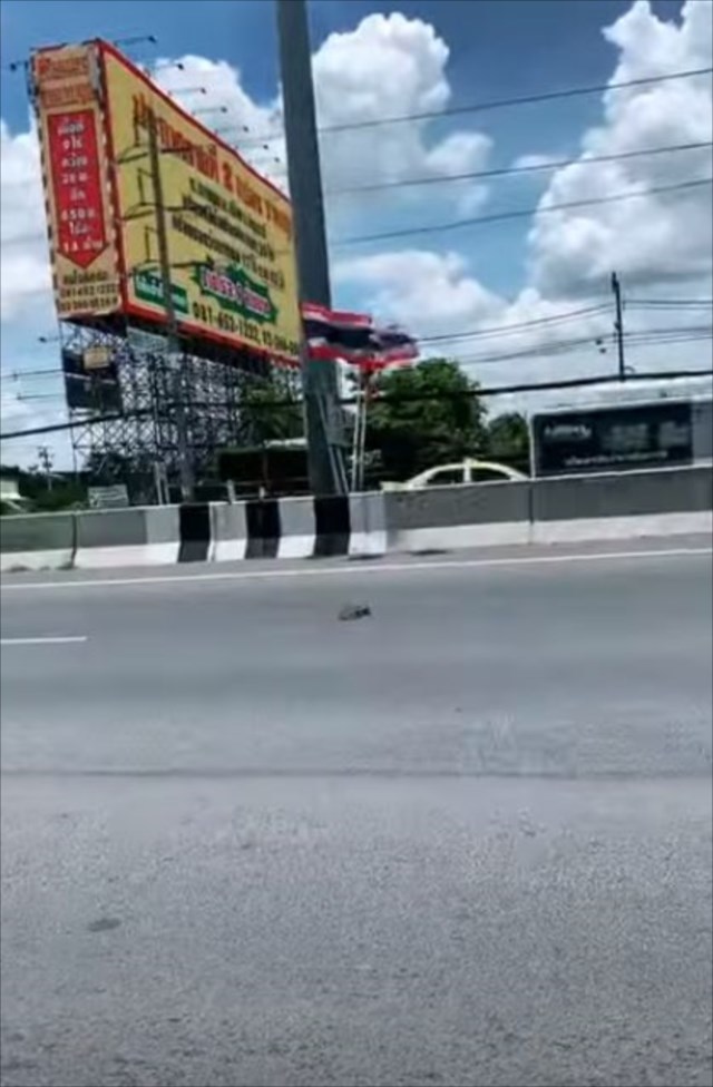 交通量の多い道路の真ん中に子猫が！ハラハラの救出劇の映像！心優しい男性に見つけてもらえて良かった