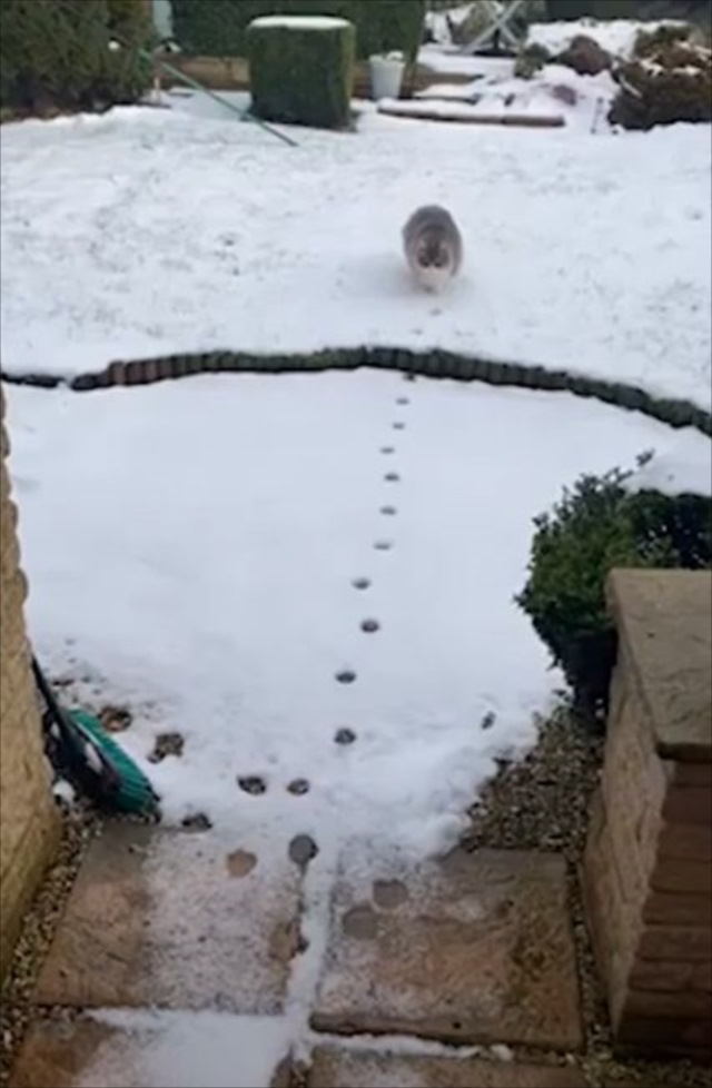 雪の上をゆっくりと進んでいく猫。･･･ただ歩いているだけだと思ったら、なんだか面白いことをしていました！！