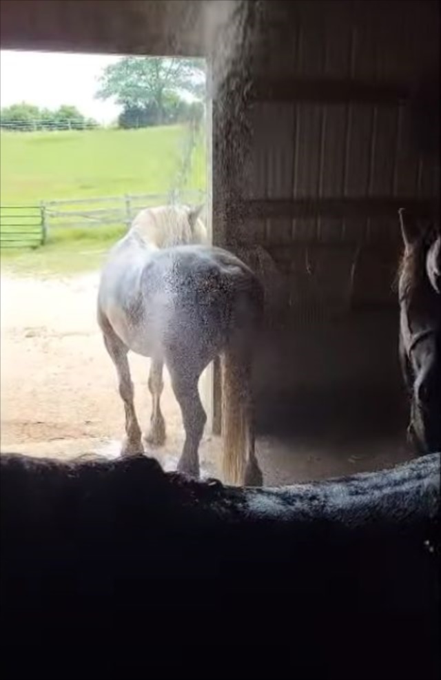 暑いので馬に水をかけていると・・・馬たちはガマンできずにおもしろい行動をとりました！