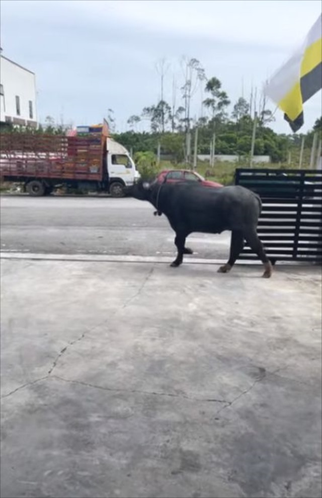 何者かによって愛車がボコボコに！その犯人はまさかの！！【動画・海外】