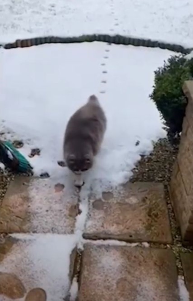 雪の上をゆっくりと進んでいく猫。･･･ただ歩いているだけだと思ったら、なんだか面白いことをしていました！！