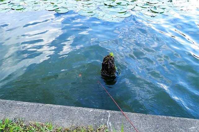 都立水元公園でのテナガエビ釣りで17尾　いよいよ本格シーズン到来