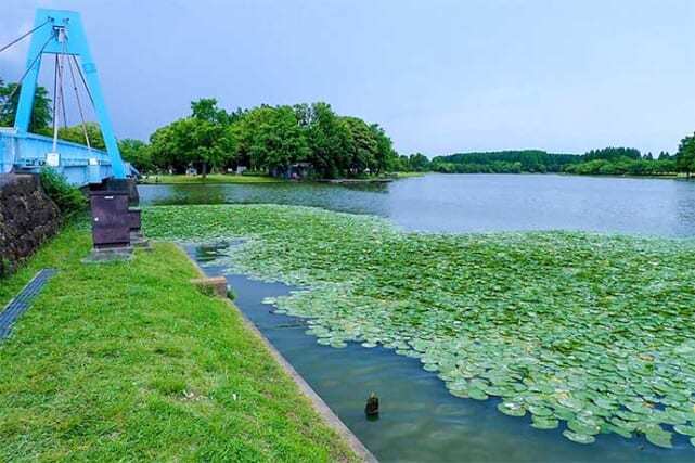 都立水元公園でのテナガエビ釣りで17尾　いよいよ本格シーズン到来