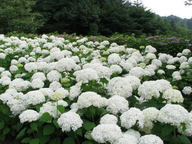 絵画の中にまぎれ込む、圧巻の紅葉【神戸市立森林植物園】