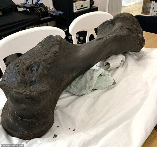 アマチュア化石ハンターが1メートル超え重さ30キロの「マンモスの骨」を発見！（イギリス）