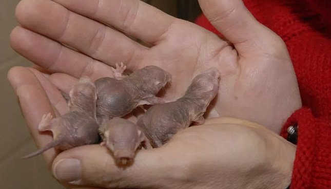 ハダカデバネズミは赤ちゃんを奴隷にするために隣の巣を襲って誘拐していた