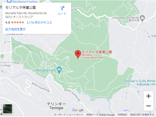【オーストラリア】アデレードは野生のコアラに会えるチャンスが高い都市!?