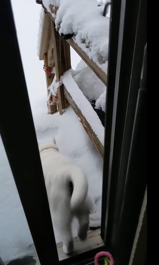 雪へ飛び込むのが初挑戦の猫。お家の外へと飛び出し庭へと駆け出るも・・・、寒すぎて外にいるのは無理だったようです