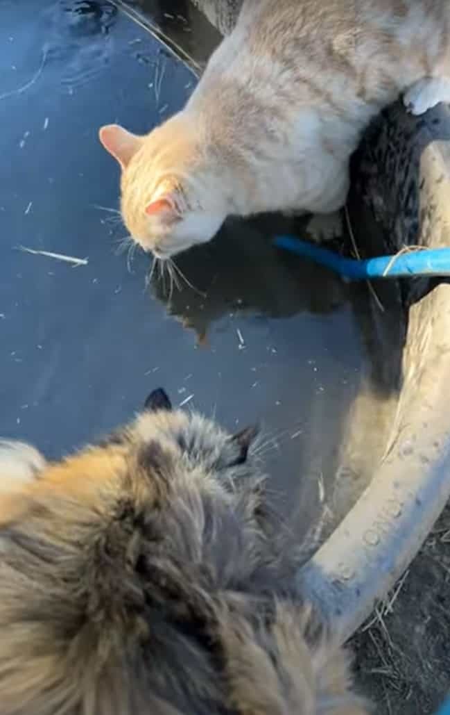 イタズラっ子すぎる！深めのタンクに踏ん張って水を飲んでいた猫。この子をその後ろからツンっと押したとんでもない子がいたんです！！