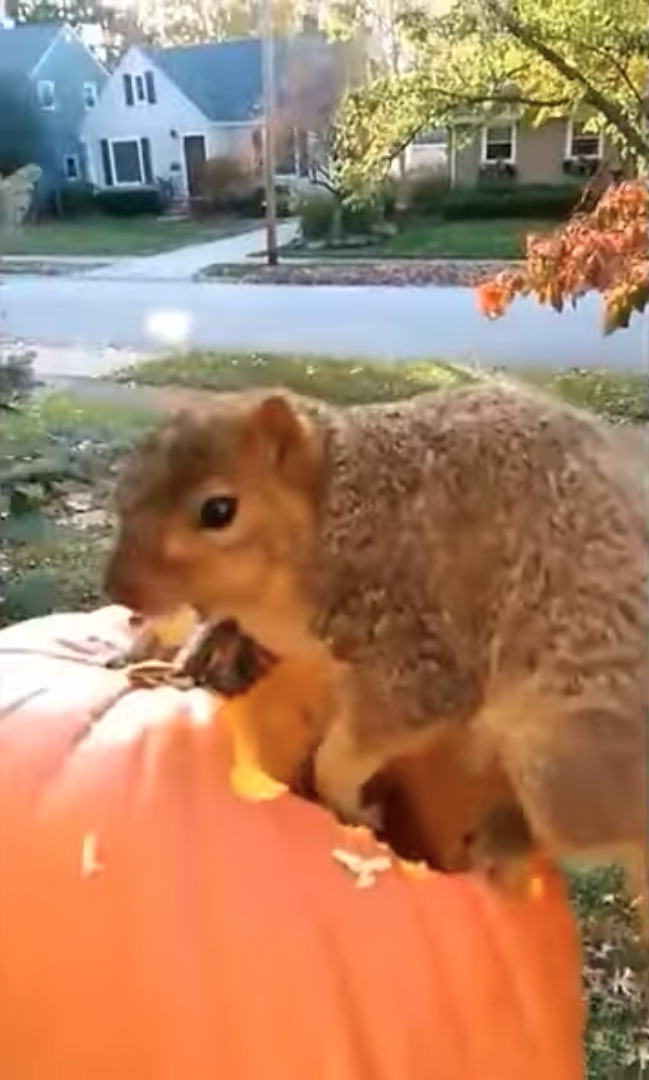 最高のご馳走見つけた！！ハロウィン用のカボチャを夢中で食べているのは・・【アメリカ・動画】