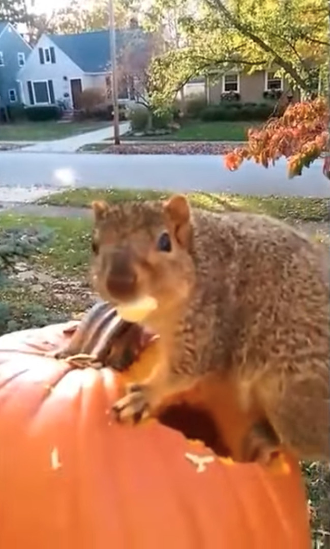 最高のご馳走見つけた！！ハロウィン用のカボチャを夢中で食べているのは・・【アメリカ・動画】