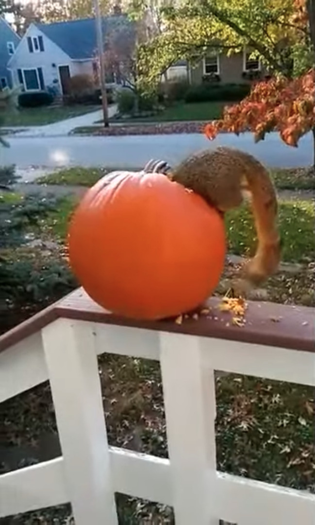 最高のご馳走見つけた！！ハロウィン用のカボチャを夢中で食べているのは・・【アメリカ・動画】