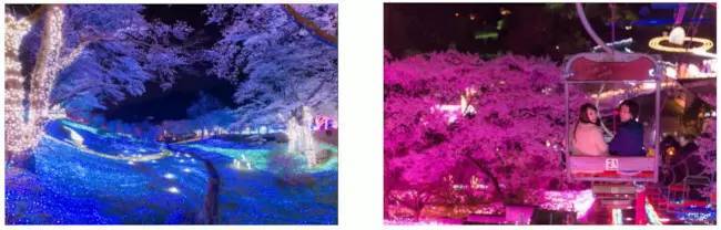 巨大遊園地の桜並木に2500本の桜！ 「さがみ湖桜まつり」が開幕