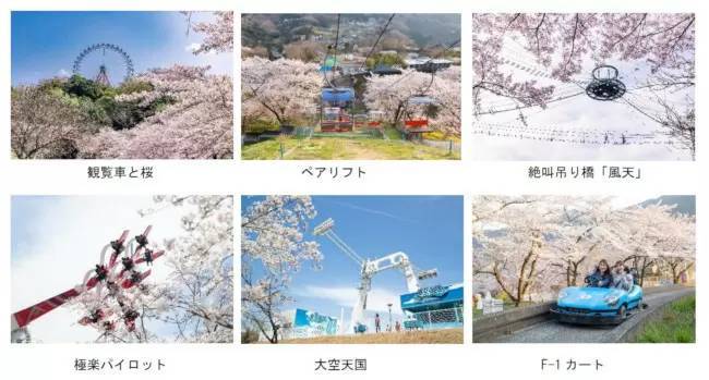 巨大遊園地の桜並木に2500本の桜！ 「さがみ湖桜まつり」が開幕