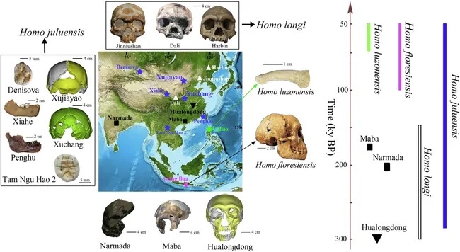 “頭の大きな”古代人類の新種発見！ Homo juluensisとは何者か？