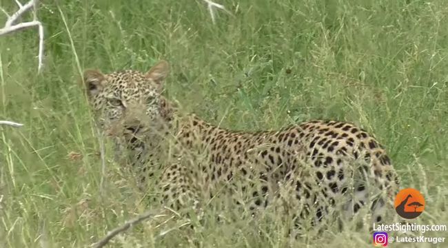 【閲覧注意】生きながら内蔵を貪られるインパラが痛ましい! 腹部が“空洞”になっても逃げようと… 過酷すぎる自然界のリアル