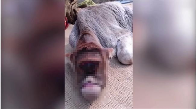 【閲覧注意】衝撃的な一つ目の“サイクロプス子牛”が誕生! 神格化されて大人気、飼い主も有名に=インド