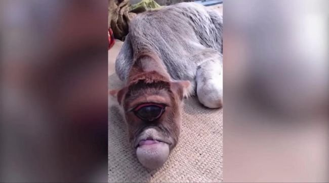 【閲覧注意】衝撃的な一つ目の“サイクロプス子牛”が誕生! 神格化されて大人気、飼い主も有名に=インド