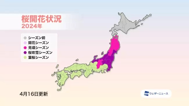 ゴールデンウィーク前に北海道で、ウェザーニューズの「第十回桜開花予想」