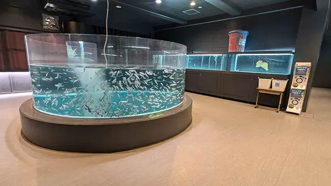 来場者数は年間10万人近く！高知県室戸にある「廃校水族館」に行ってみたら、想像以上に楽しかった！