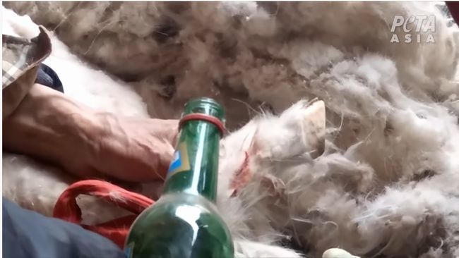 【閲覧注意】カシミアの毛刈り現場が最凶にエグい! 暴力的に“むしり取り”用済みヤギは喉を掻っ切り… 闇が深すぎる映像流出