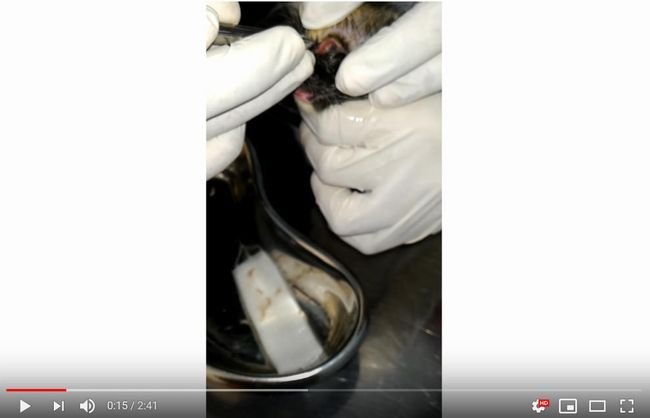 【閲覧注意】両眼をウジ虫に喰われた子猫の手術映像が悲しすぎる！ 腐った眼球にうじゃうじゃと…